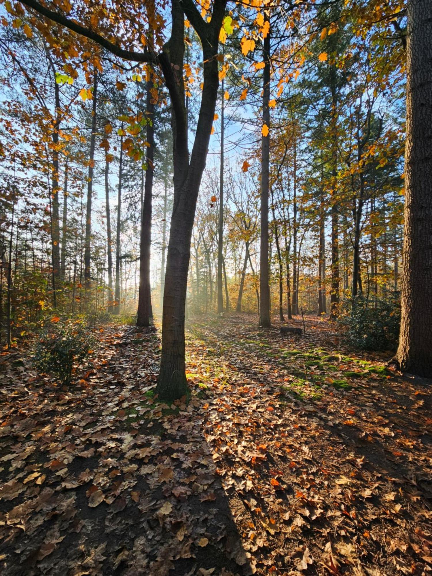 Bed And Breakfast Bij Ons In Het Bos Bergen op Zoom Esterno foto