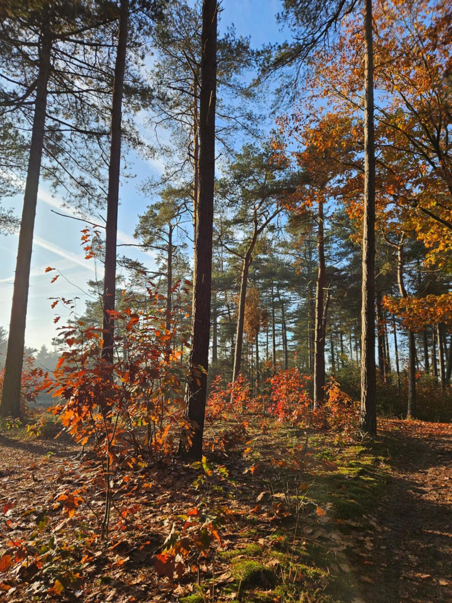 Bed And Breakfast Bij Ons In Het Bos Bergen op Zoom Esterno foto