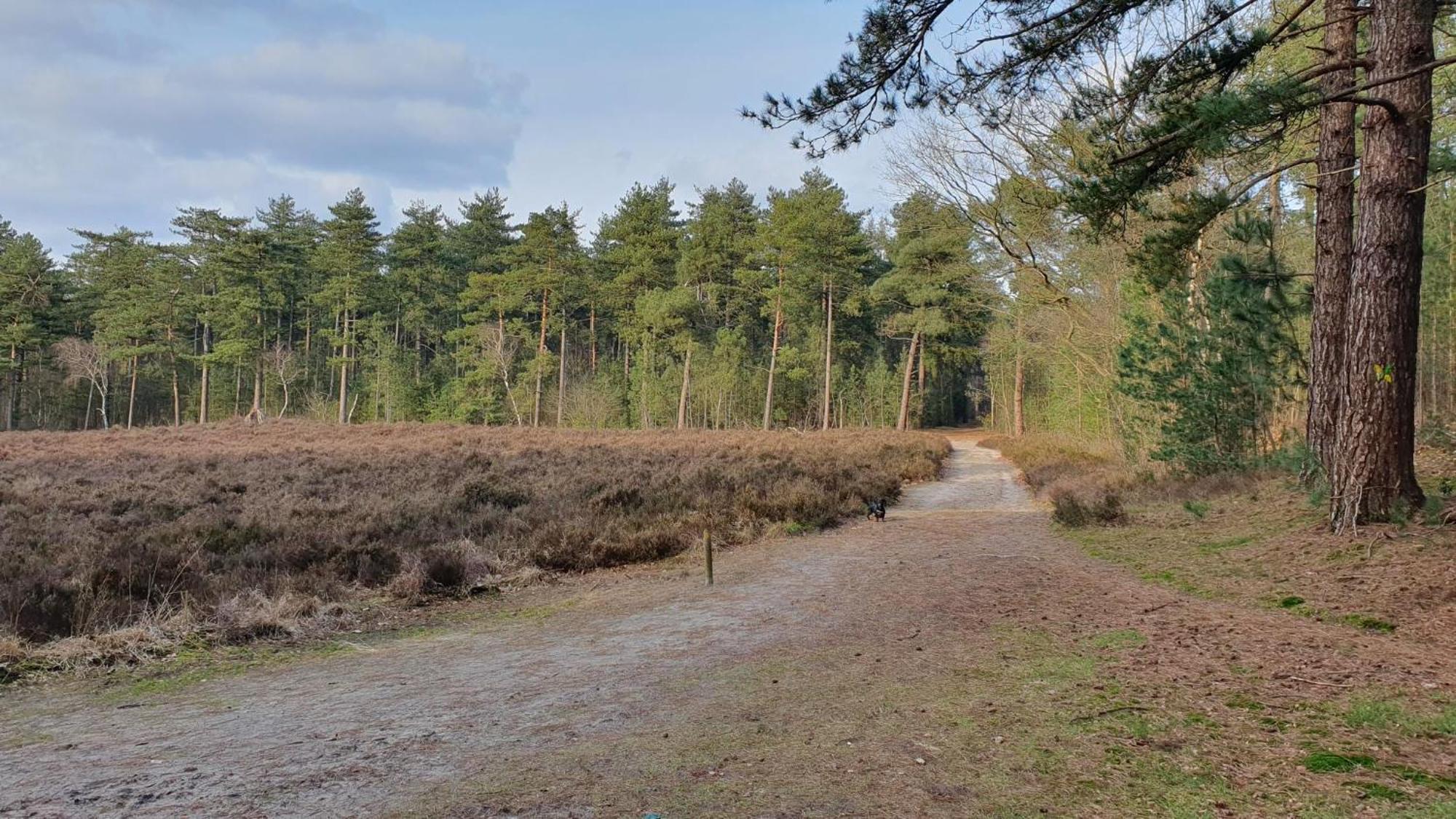 Bed And Breakfast Bij Ons In Het Bos Bergen op Zoom Esterno foto