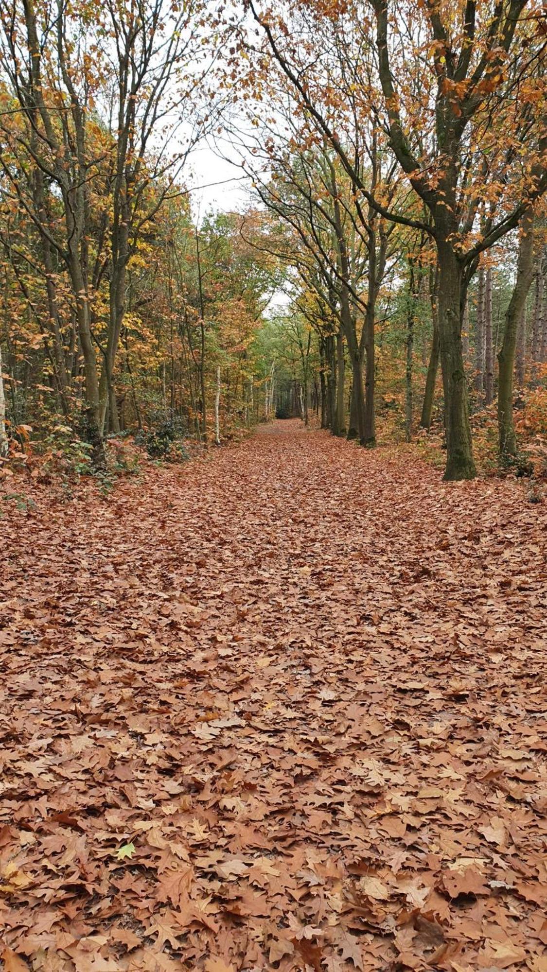 Bed And Breakfast Bij Ons In Het Bos Bergen op Zoom Esterno foto